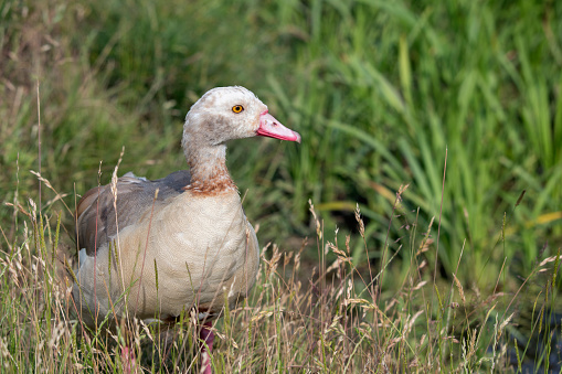 Juvenile Egyptian goose in the long grass next to the river