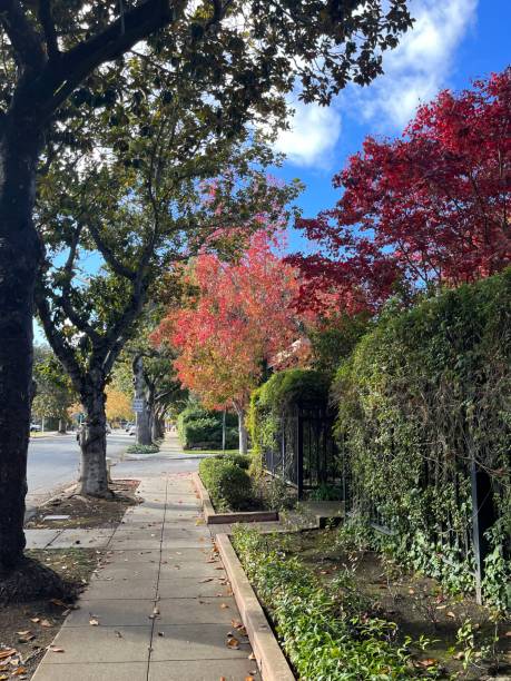 istock Walk Down the Street in Fall 1500913984