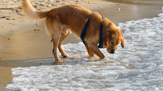 golden retriever playing on the beach