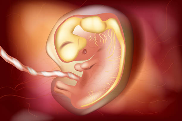 istock Prenatal Development of the Human Central Nervous System. The embryo brain at six weeks. Fetal development of human brain 1500916890