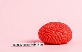 Model of the human brain with letter cubes with the inscription endorphin on a pink background.