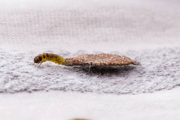 istock Wall moth larvae, found crawling up walls or clothing, inside a small cocoon, feed on fur (including the wool of clothing), feathers, leather, dead skin fragments, hair and paper. 1500917237
