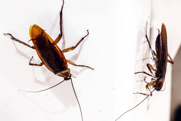 istock cockroach infestation in the kitchen, insects on the floor without hygiene, need for cleaning, detection at home, macro photography 1500917301