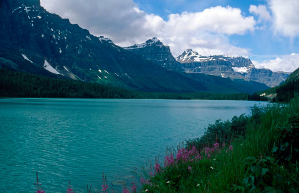 水鳥湖、アイスフィールド パークウェイ、アルバータ州、カナダ - bow lake ストックフォトと画像