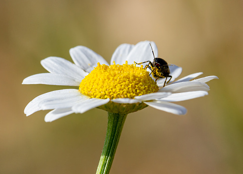 The bug on flower eating nectar and covered in the pollen