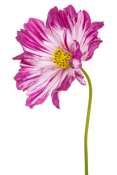 izolowany kwiat kosmosu - daisy marguerite deep focus flower zdjęcia i obrazy z banku zdjęć