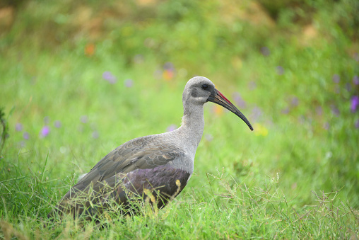 Large format profile close up of a wild Hadada Ibis looking at the camera from colorful wildflowers and tall grass in South Africa.