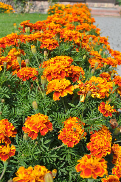 istock Blossom bushes marigold (tagetes) 1500921798
