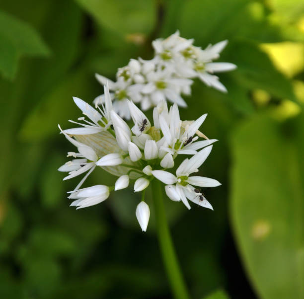 allium ursinum cresce in natura - herbal medicine nature ramson garlic foto e immagini stock