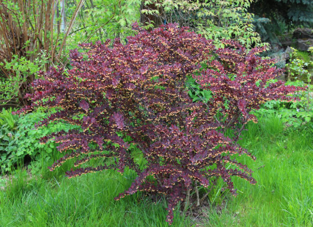 istock Thunberg barberry (Berberis thunbergii) grows in the garden 1500921846