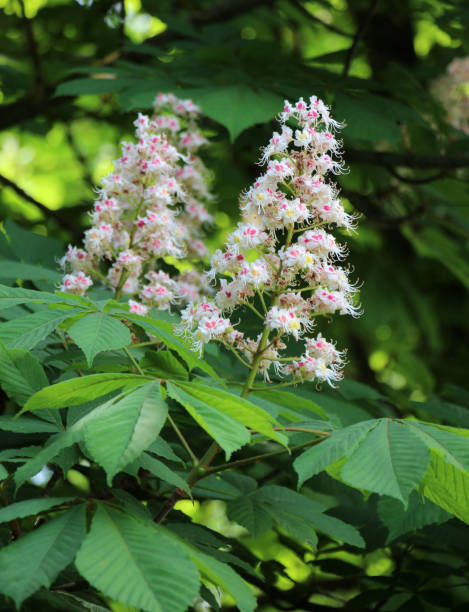 istock Chestnut (Aesculus hippocastanum, bitter chestnut) blooms in nature in spring 1500921992