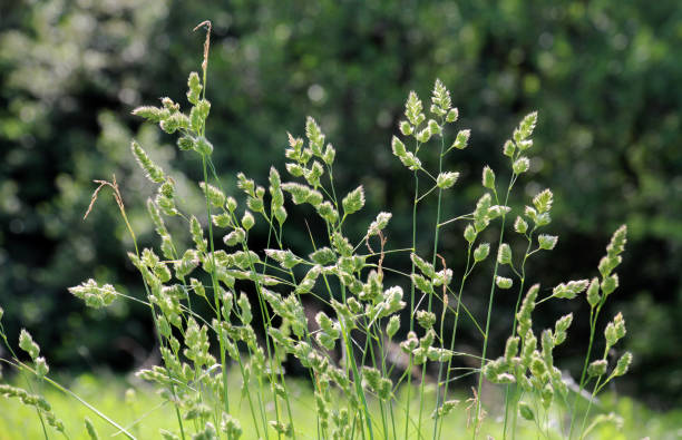 flowering fodder grass dactylis glomerata - provender imagens e fotografias de stock
