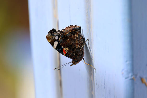 istock Butterfly close-up on a pillar 1500922358