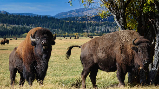 istock Grand Teton National Park 1500924696