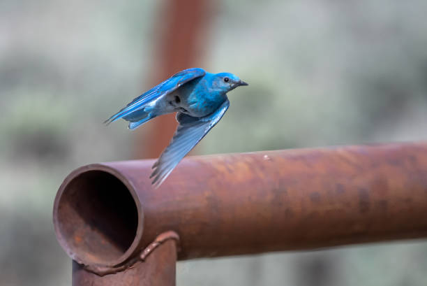 미국, 옐로스톤로 구성 된 마운틴 버드 세트 - mountain bluebird bird bluebird blue 뉴스 사진 이미지