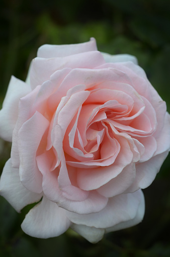 Close up, of ,rose, Chandos Beauty
