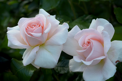 Close up of two roses Chandos Beauty in garden setting