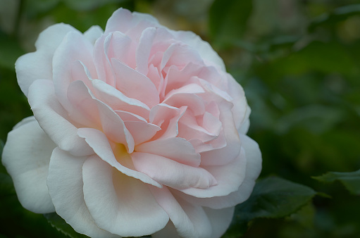 Close up of single rose Chandos Beauty wth blurred background