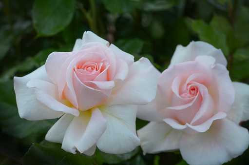 Two Chandos Beauty Roses with garden backdrop