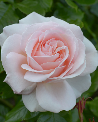 Close up of Single Rose Chandos Beauty in garden setting