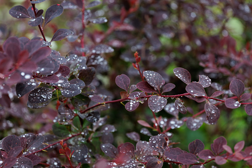 Water droplets on leaves of a bush in the garden after the rain. City park after the rain.