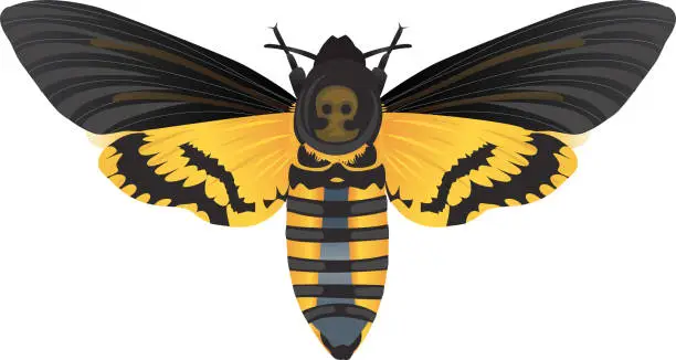 Vector illustration of Life-Like Death’s-head Hawkmoth, Acherontia Atropos Insect, Bug