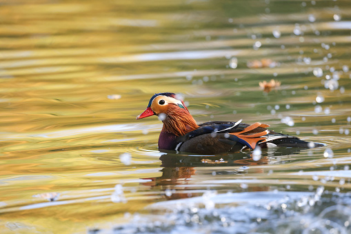 A colorful duck found in Europe with asian origin