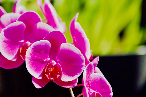 Large Orchid Up-Close