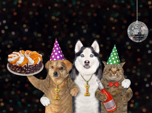 istock Two dogs and cat with cake 2 1500933056