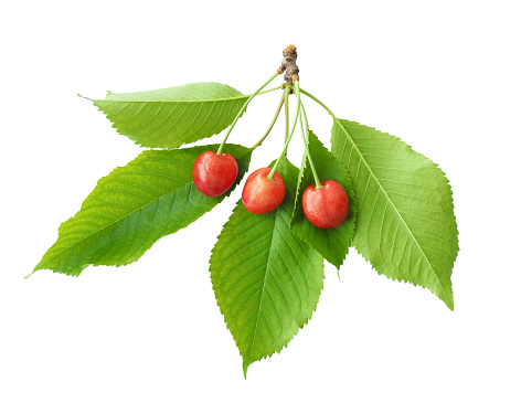 Ripe red sweet cherry branch with green leaves isolated on white background