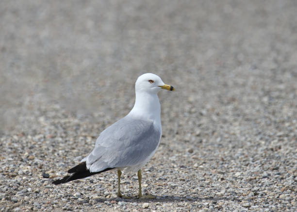 istock Ring-necked Gull (larus delawarensis) standing on a gravel road 1500933478