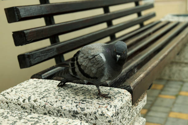 Single city pigeon on bench, close up