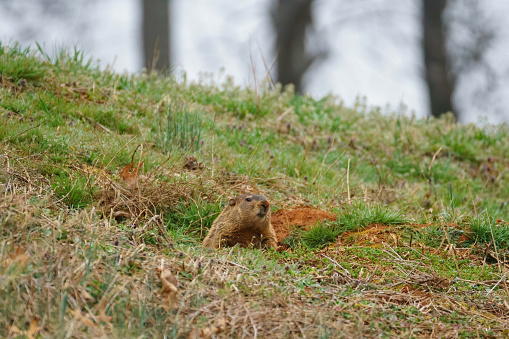 Groundhog emerging from a hole on a steep grassy hill with dirty nose
