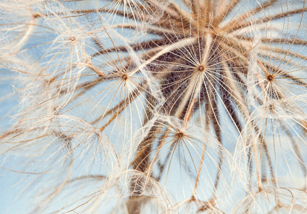 istock a large white inflatable flower with seeds and umbrellas on a blue sky background 1500936851