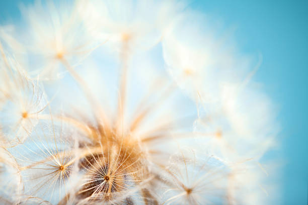 istock umbrellas of a big fluffy dandelion 1500936912