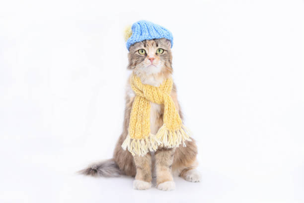 istock Studio shot of Kitten. Portrait of a Cat. Needlework 1500939002