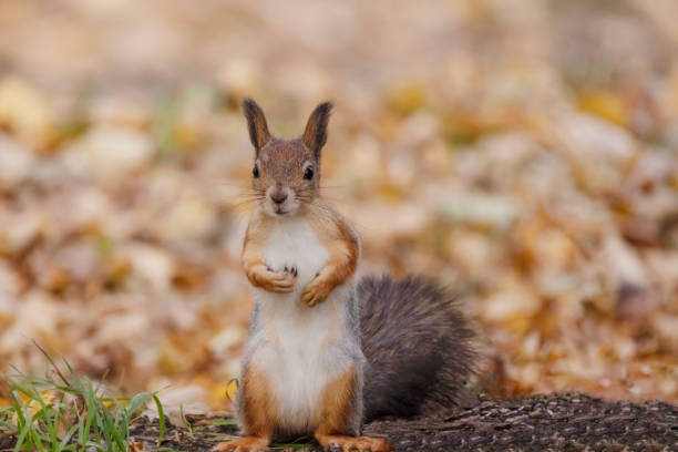istock fluffy squirrel in autumn park 1500939011