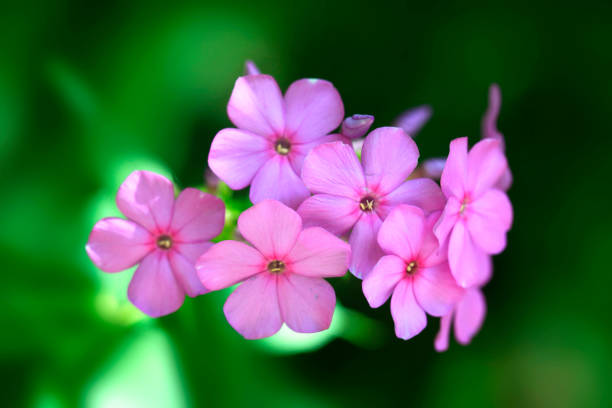 Pink flowers on green background