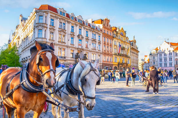Curricle Phaeton Horses in the Old Square of Prague, Czech Republic stock photo