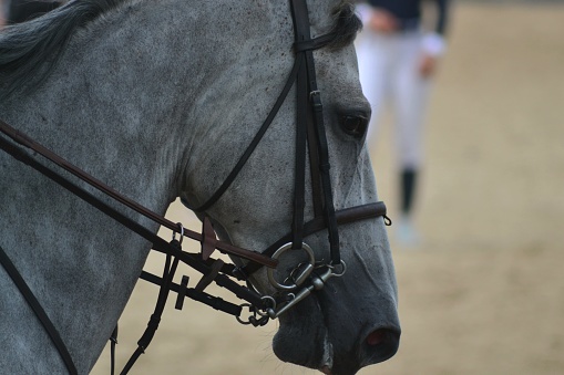 horse led by a rider