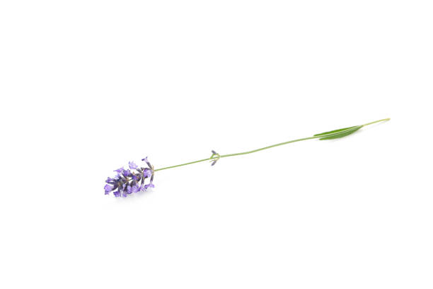 istock Beautiful lavender flower isolated on white background 1500939959