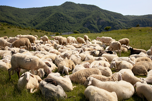 A flock of sheep resting on the mountains of the Gran Sasso and Laga Mountains National Park, in Abruzzo, Italy