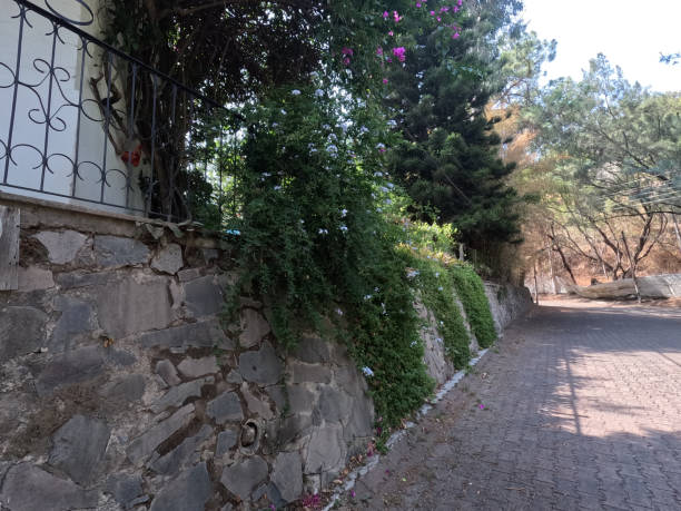 istock Old street vegetation forest 1500944528