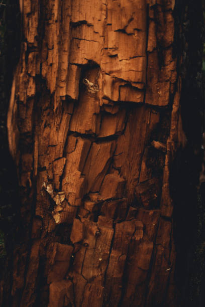 corteccia del tronco dell'albero bruciato - struttura del legno - primo piano - pine sunset night sunlight foto e immagini stock