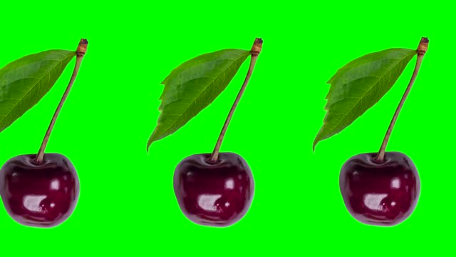 Trendy berry animation background of many moving red cherries with leaf on chroma key green background