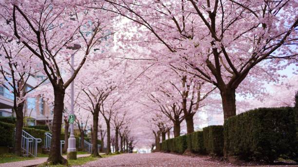 istock Tree-lined street with cherry blossoms in full bloom 1500947419