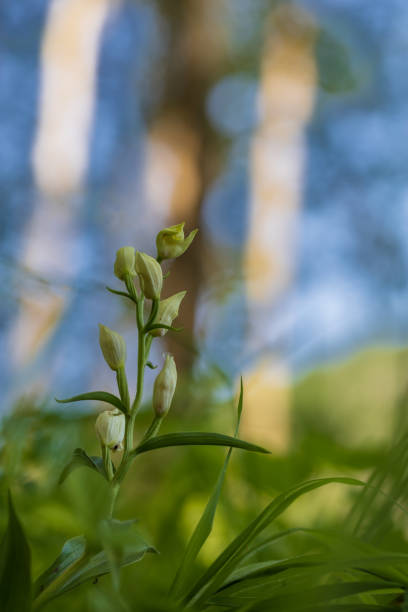 красивая дикорастущая орхидея white okrotice - cephalanthera damasonium на лугу. приятное боке на заднем плане. - long leaved helleborine стоковые фото и изображения