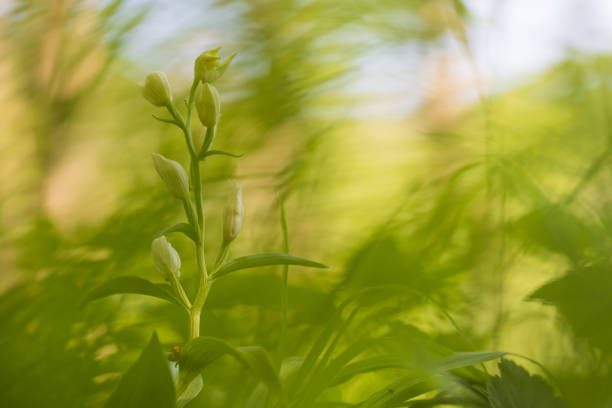 hermosa orquídea silvestre okrotice blanco - cephalanthera damasonium en un prado. bonito bokeh en el fondo. - long leaved helleborine fotografías e imágenes de stock