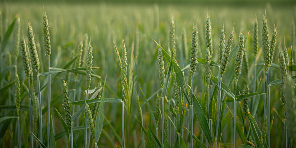 Green ears ripen in the field. Green wheat, rye, barley, cereals