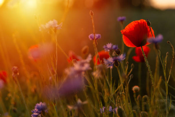 istock Wild poppy flower and cornflowers in sunset backlight. 1500951687